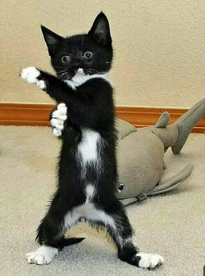 I defeated the shark, who's next) - cat, Shark, Boxing, Rack, From the network, Pets