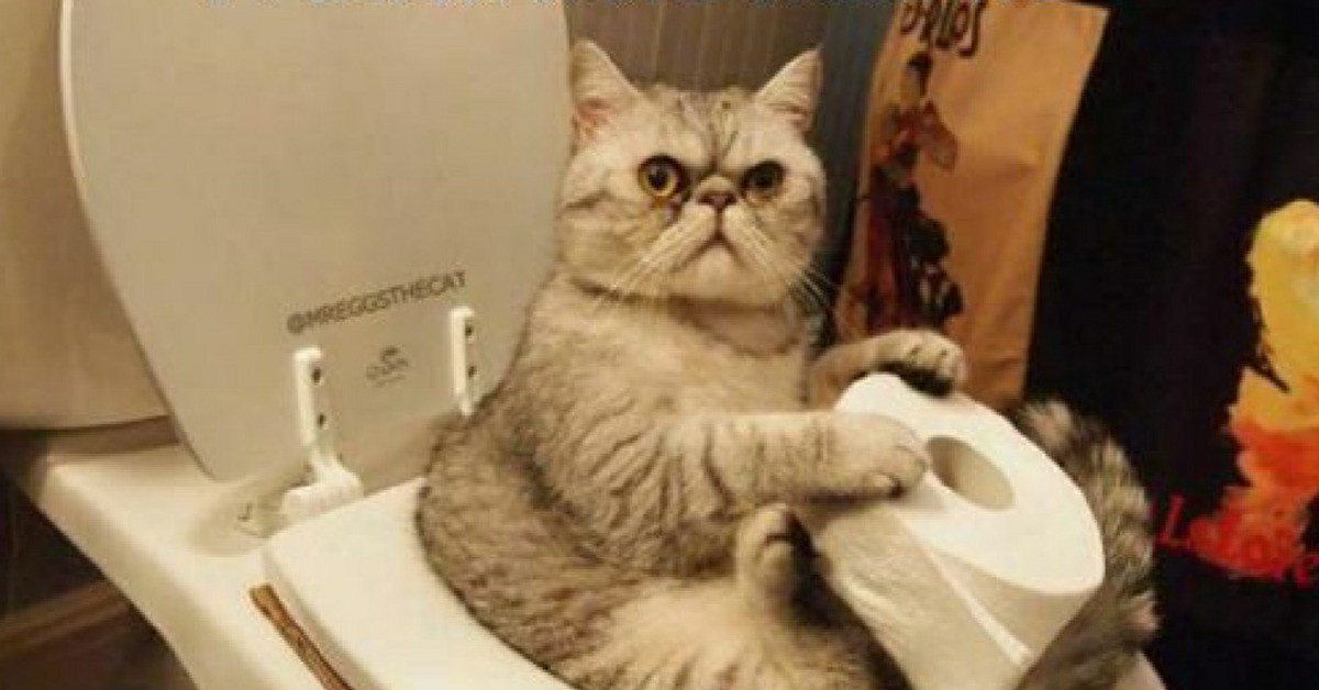 Кошка на унитазе