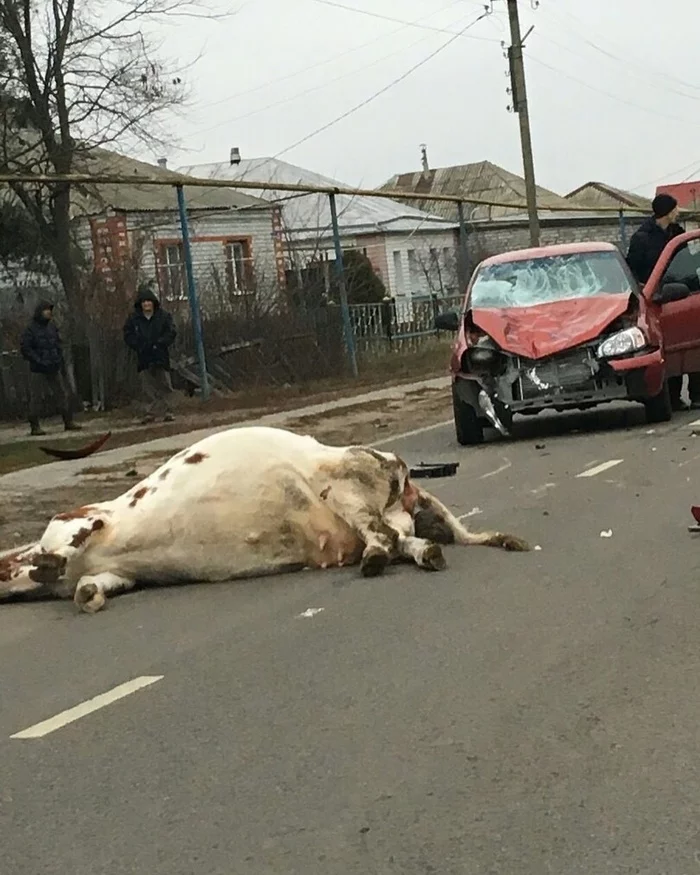 Road accident in the Belgorod region - Road accident, Belgorod region, Lada Kalina, Cow, The photo