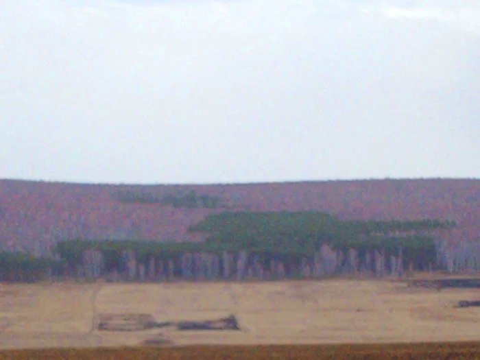 Forest of a military man - The photo, Uzhur, Geoglyphs, Landscape design, Longpost