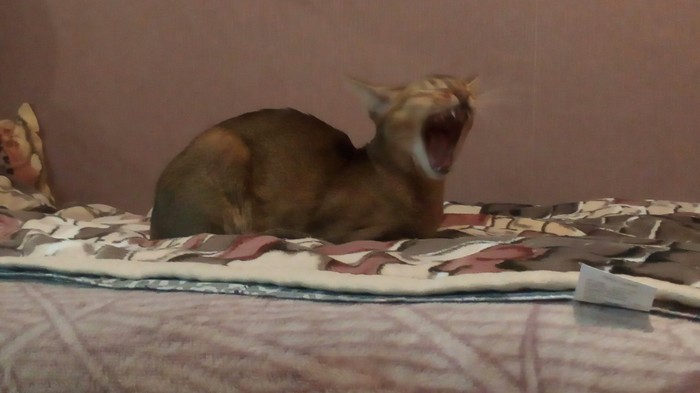 Zev - My, cat, Abyssinian cat, Yawn