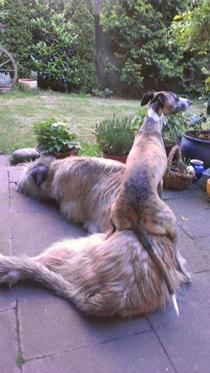 10 photos of Irish greyhounds, the largest dogs in the world - look and smile! - Dog, The size, The photo, Pets, Longpost