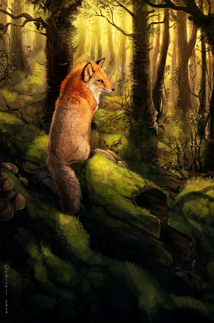 Dawn of the Fox - Art, Forest, dawn, Fox, Tatchit