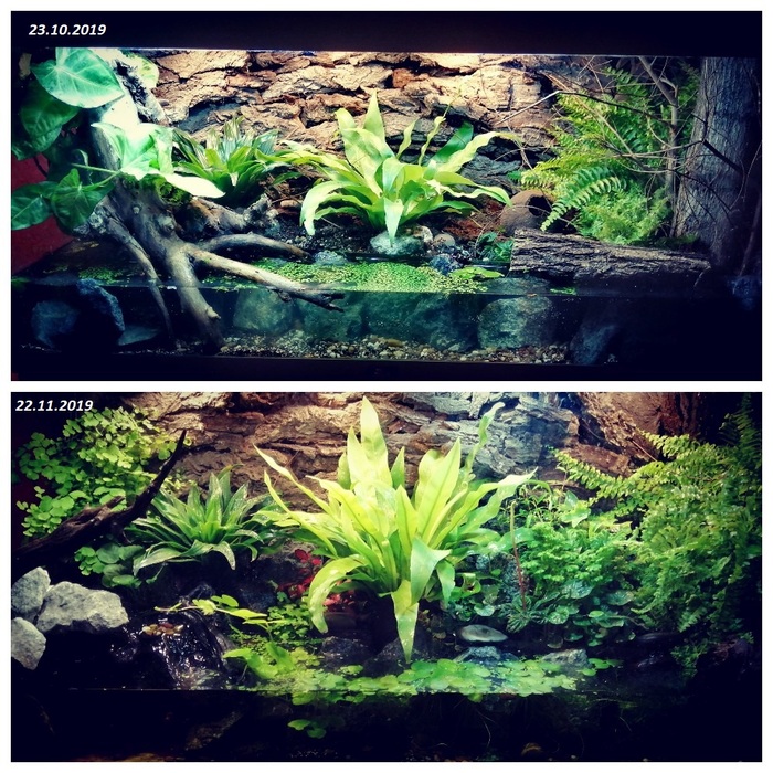 Паллюдариум с крабиками. Прогресс за месяц