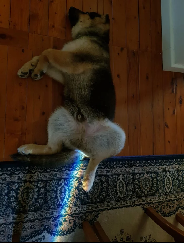 Rays of goodness - My, Pets, German Shepherd, Dream, The photo, Beams, Dog