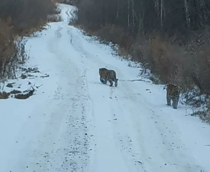 Amur tigers - Amur tiger, Khabarovsk region, Wild animals, Blimey, wildlife, Longpost