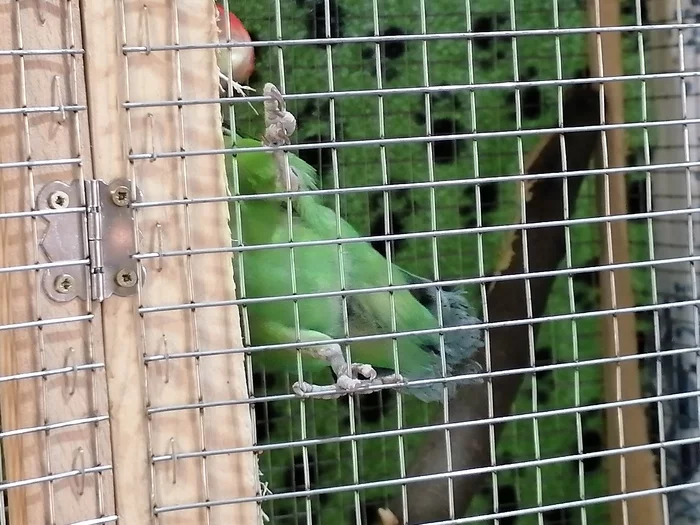 The severe lovebird Busya - My, Rose-cheeked lovebird, A parrot, Birds, Busya, Longpost