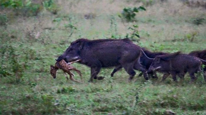 War for meat - My, Boar, Horses, Hunting