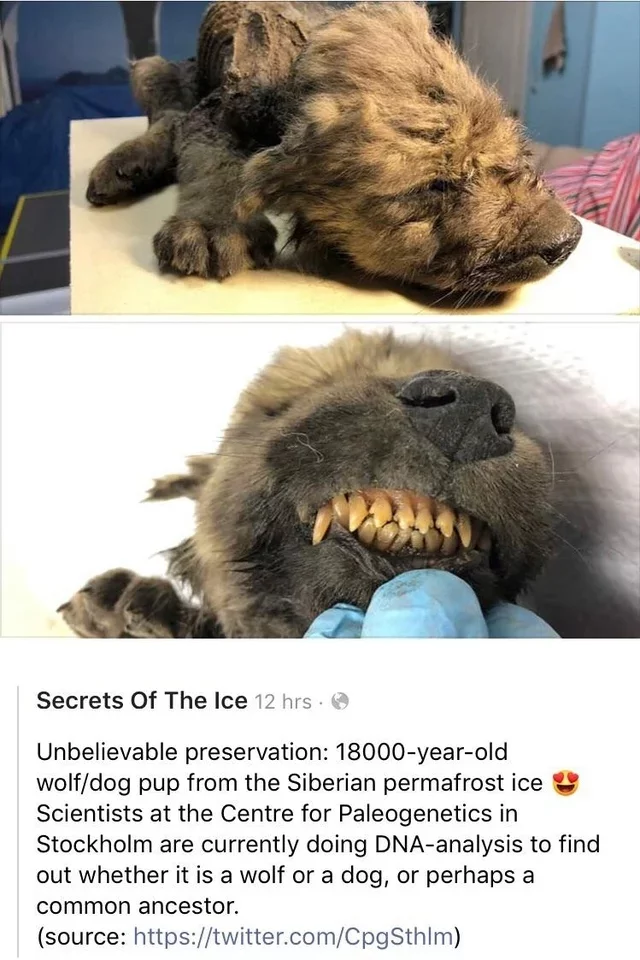 Удивительно хорошо сохранившийся 18 000-летний волчонок из Сибирской многолетней мерзлоты. Палеонтология, Наука, Собака