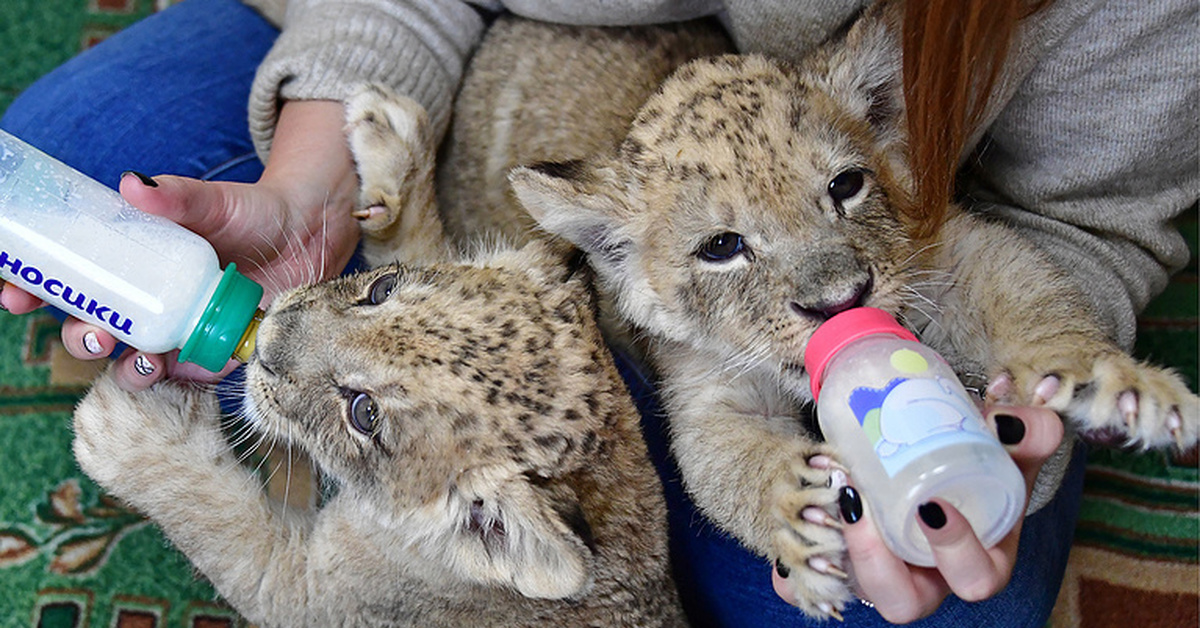 Look she is feeding feeds the lions. Зоопарк с львятами Владивосток. Львиное здоровье. Контактный зоопарк Владивосток. Пикабу Лев.