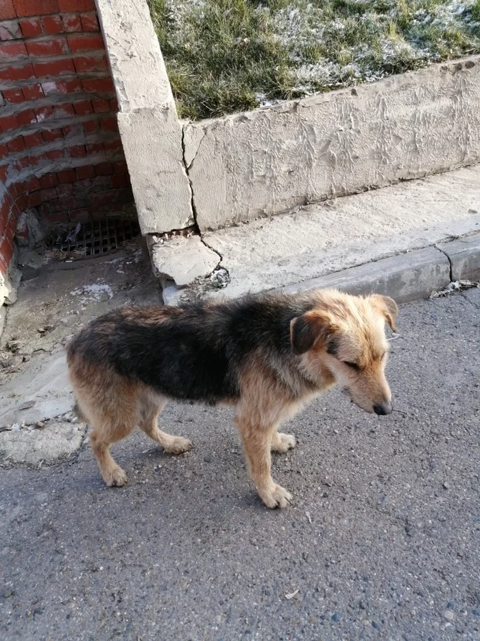 Another tramp/lost one. - Animals, Kazan, Dog, Homeless animals, No rating, Longpost