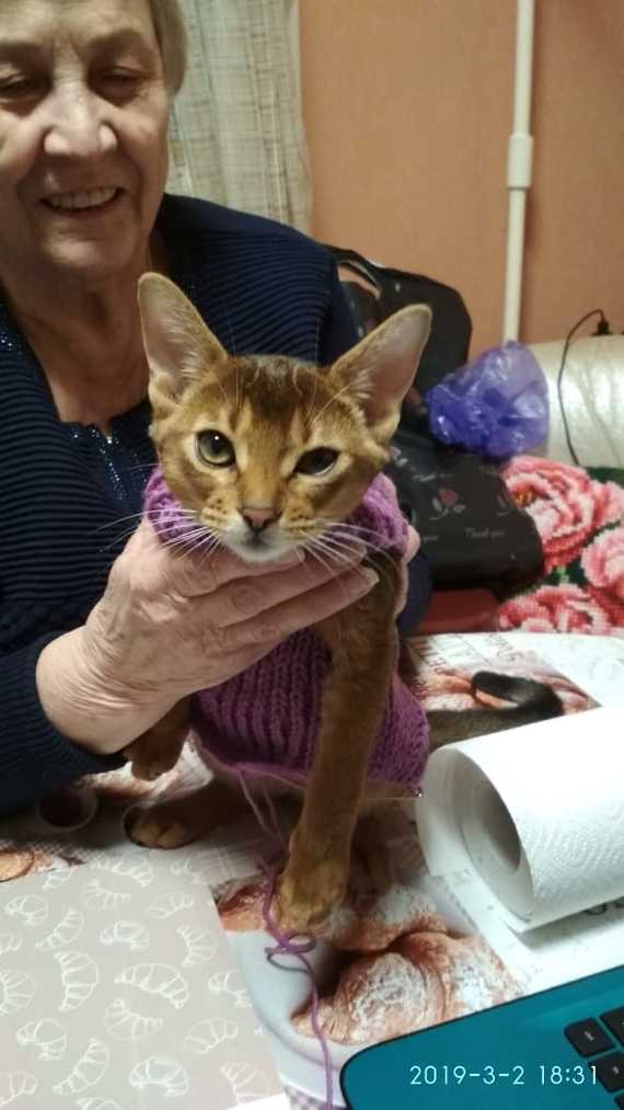 Grandma knitted a sweater... “Well baaaa..., I’m jaaaarko!” - cat, Catomafia, Grandmother, Clothes for animals, Sweater, Knitting