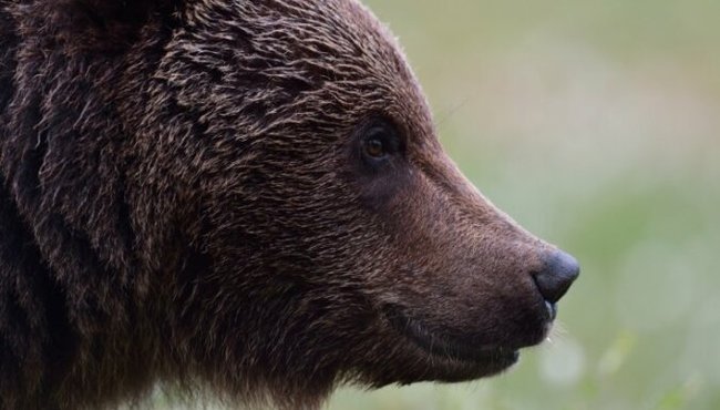 В Румынии расплодились медведи и нападают на людей - Медведи, Румыния, Популяция, Проблема, Интересное, Нападение, Люди, Негатив, Видео, Длиннопост