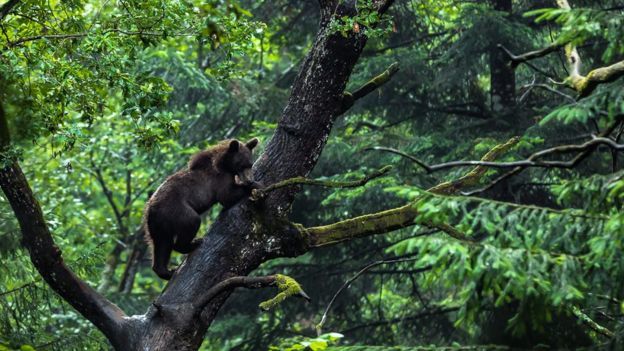 Bears have multiplied in Romania and are attacking people - The Bears, Romania, Population, Problem, Interesting, Attack, People, Negative, Video, Longpost