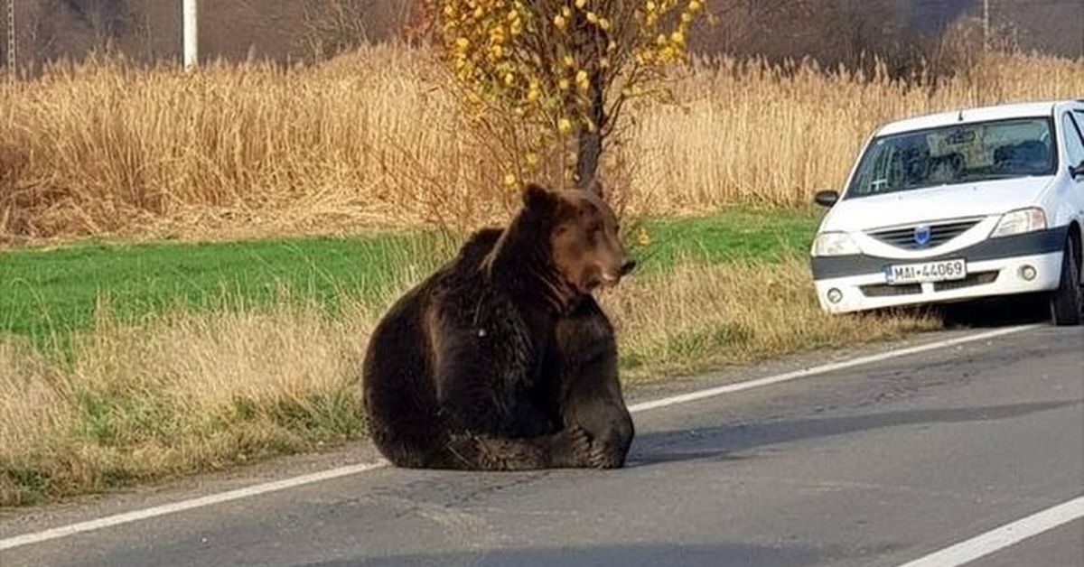 Медведь нападает. Бурый медведь нападение. Медведь напал на машину. Бурый медведь нападение на человека.