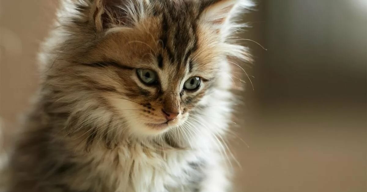 Картинки Кошек В Хорошем Качестве