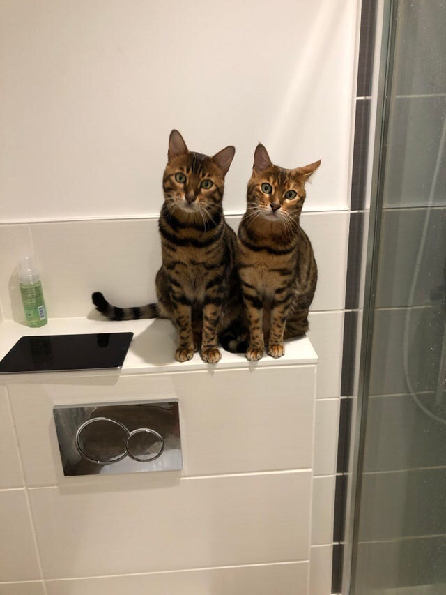 And what were you doing there in the shower? - cat, Catomafia, Milota