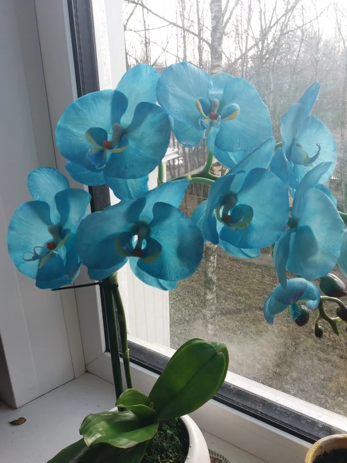 Blue orchid. - Blue Orchid, Cold porcelain, With your own hands, Longpost