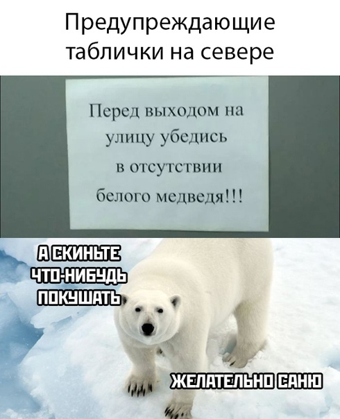 Где водятся белые медведи - Комментарии на Пикабу, Белый медведь, Русская арктика, Гифка, Длиннопост, Скриншот