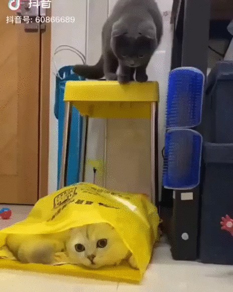 Точное попадание Кот, Котомафия, Домашние животные, Пакет, Залез, Прыжок, Гифка