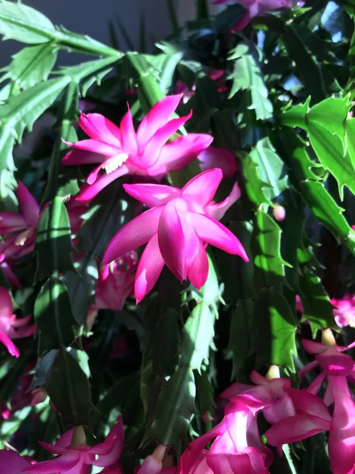My handsome Decembrist! - Longpost, Bloom, Blooming cacti, Cactus, Decembrist cactus, Plants, Houseplants, Flowers, My
