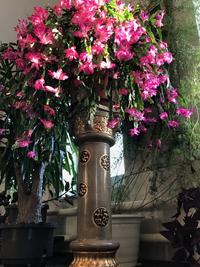 My handsome Decembrist! - Longpost, Bloom, Blooming cacti, Cactus, Decembrist cactus, Plants, Houseplants, Flowers, My