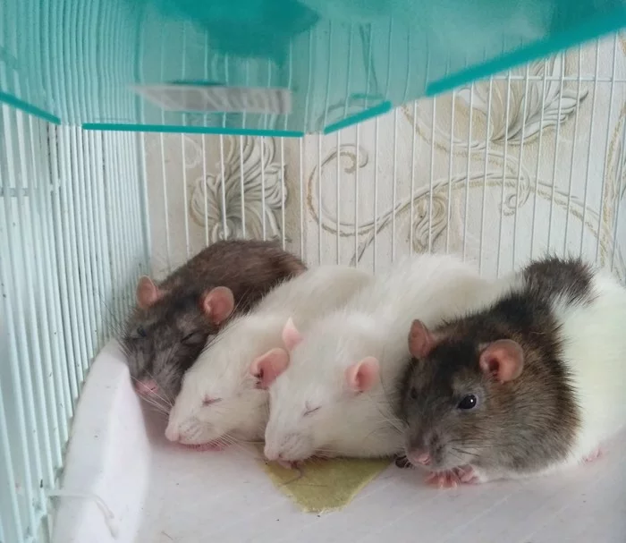 My pack - My, Rat, Decorative rats, Flock, Dream, Milota