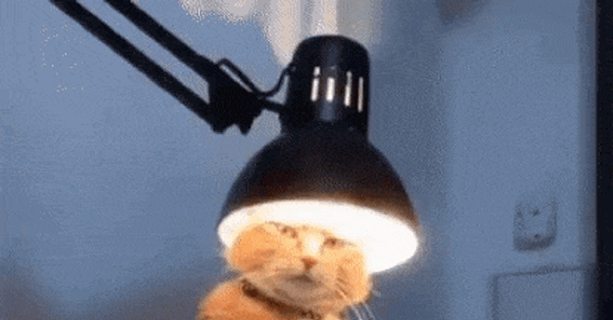 Cat lamp. - Longpost, cat, Floor lamp, Light, Heat, GIF