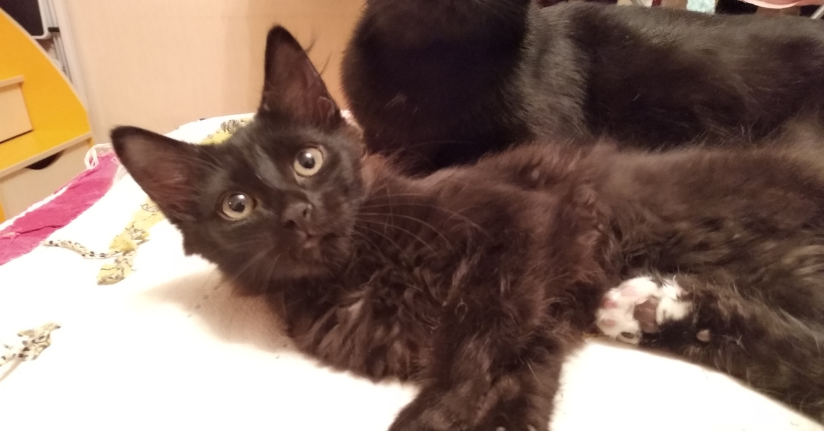 Трехмесячный котенок