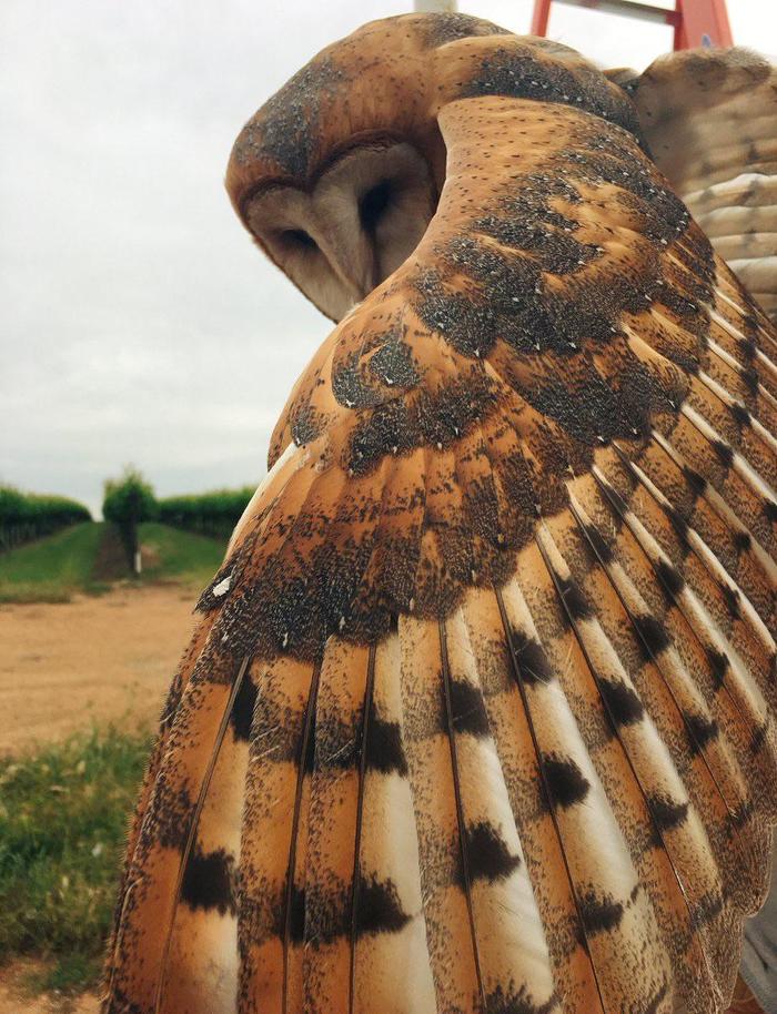 The beauty of plumage - Owl, Wings, Feathers, The photo, Barn owl