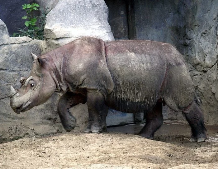 Malaysia's last Sumatran rhinoceros dies - Malaysia, Extinction, Sumatran rhinoceros, 2019