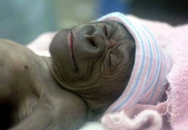 Newborn gorilla - Gorilla, Animals, Milota