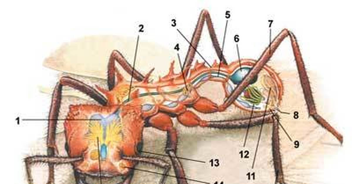 Есть ли у муравья мозг. Муравей строение тела. Внутреннее строение муравья. Строение муравьев биология. Строение муравья насекомого.