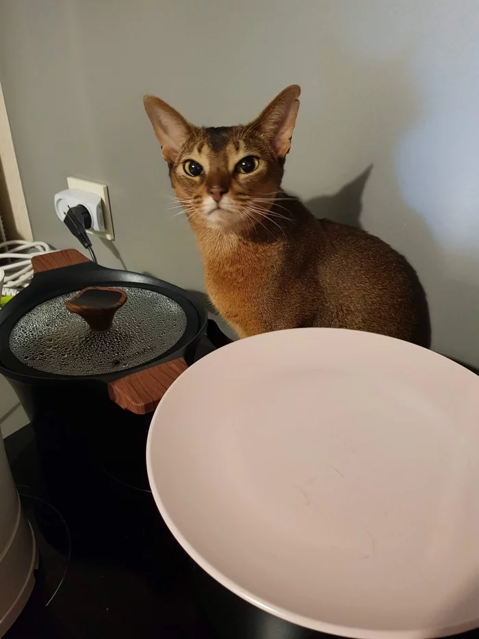 We are waiting for your favorite chicken breast and at the same time protecting it - My, Abyssinian cat, Humor, Pets, Animals, cat