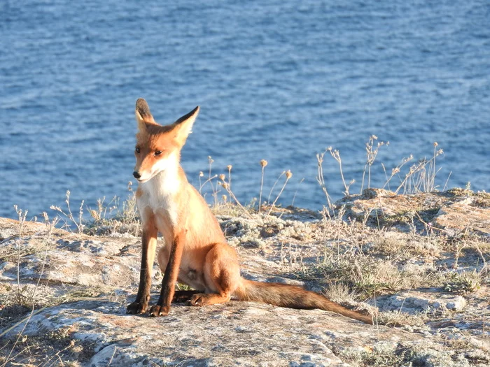 Unexpected fox - Fox, Crimea, Longpost