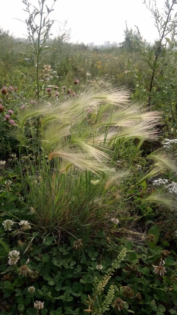 Maned barley - My, Summer, Steppe, Heat, Grass