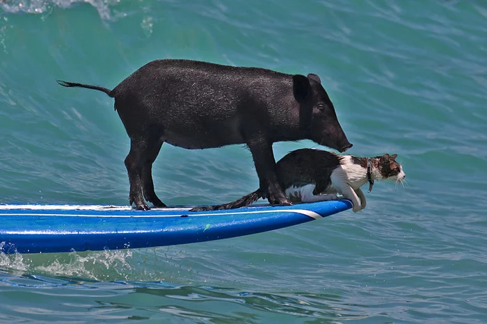 Friends have sailed away - cat, Pig, Swimming