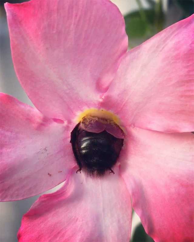 Sometimes bumblebees get tired and rest at their workplace.. - Bumblebee, Flowers, Nectar, Relaxation, Longpost, Insects