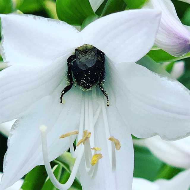 Sometimes bumblebees get tired and rest at their workplace.. - Bumblebee, Flowers, Nectar, Relaxation, Longpost, Insects