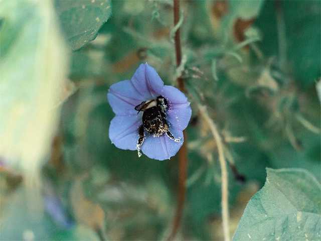 Sometimes bumblebees get tired and rest at their workplace.. - Bumblebee, Flowers, Nectar, Relaxation, Longpost, Insects