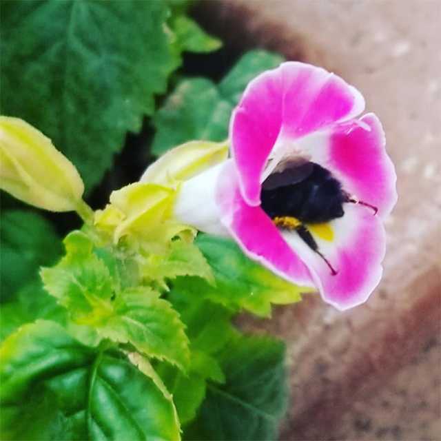 Sometimes bumblebees get tired and rest at their workplace.. - Bumblebee, Flowers, Nectar, Relaxation, Longpost, Insects