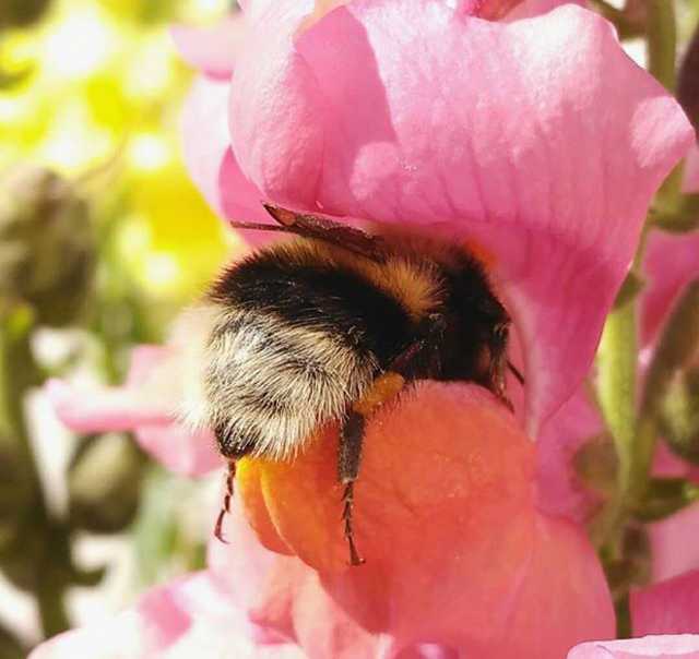 Sometimes bumblebees get tired and rest at their workplace.. - Bumblebee, Flowers, Nectar, Relaxation, Longpost, Insects