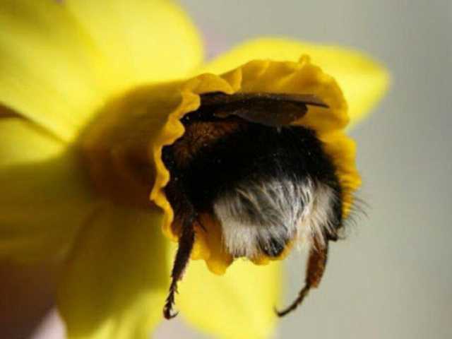 Sometimes bumblebees get tired and rest at their workplace.. - Bumblebee, Flowers, Nectar, Relaxation, Longpost, Insects