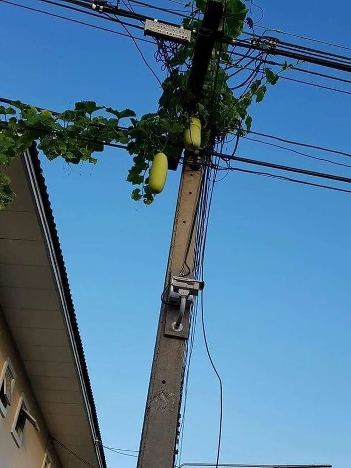 Fruit pillars of Thailand - Thailand, Фрукты, Telegraph poles, Jackfruit, Pitahaya, Longpost