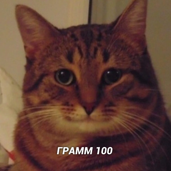 И так всегда Кот, Котомафия, Милота, Длиннопост