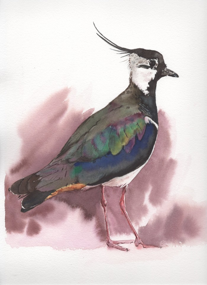 Чибис акварелью