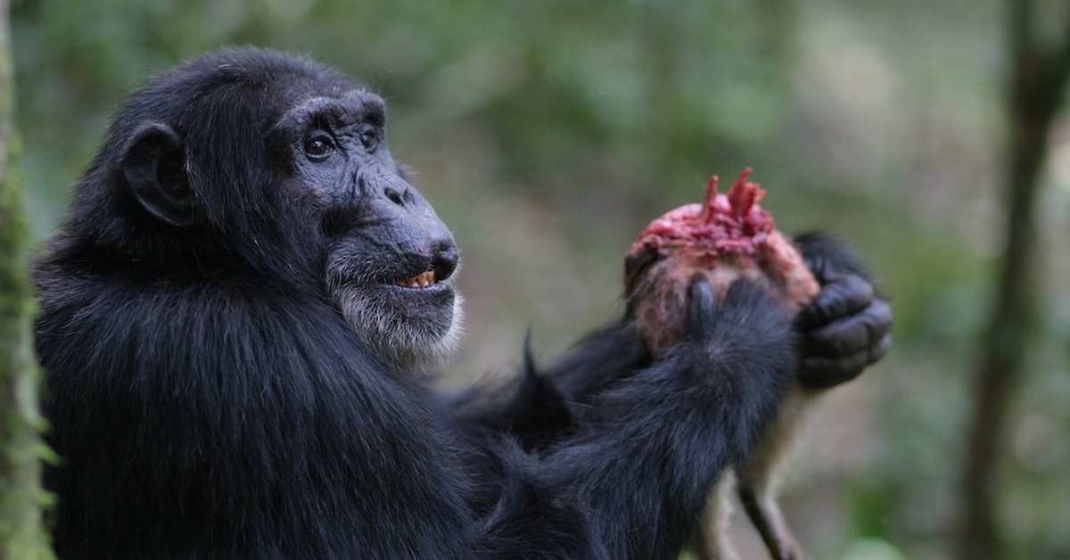Зверь поедающий своих собратьев. Макака шимпанзе горилла. Шимпанзе горилла Бабуин. Антропоидные обезьяны. Человекообразные приматы.