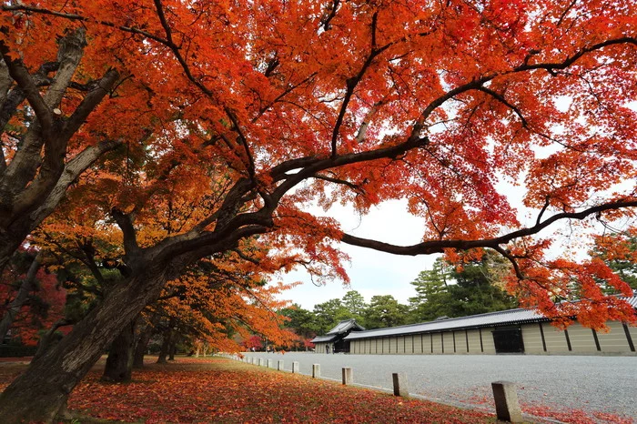 Admiring the crimson maples - Japan, Autumn, beauty, Interesting, Longpost