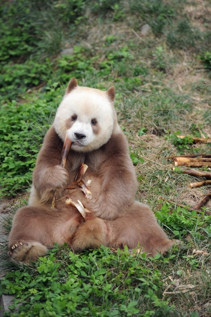 The world's only brown panda in captivity - Panda, Rare animals, China, Wild animals, Longpost, Rare view