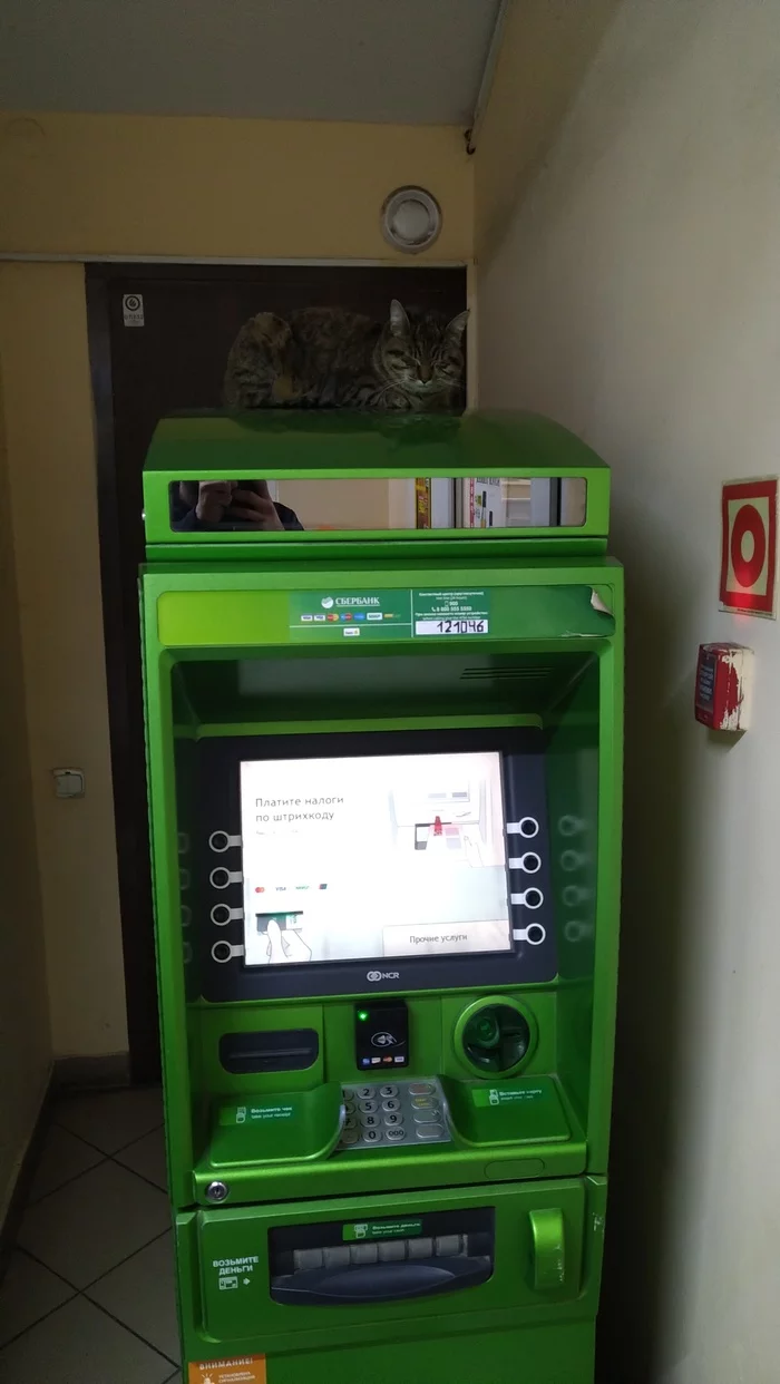 Sberbank cat - My, Sberbank, Kaliningrad, ATM, Humor, Interesting, cat